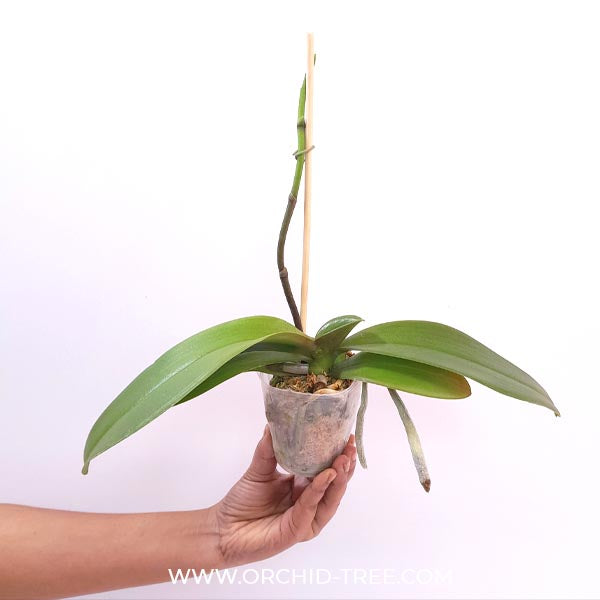 Phalaenopsis Spot Sight Orchid Plant -FF