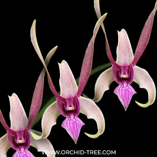 Dendrobium Rabbit Srima '135' Orchid Plant - BS