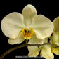 Phalaenopsis Star Green Beauty Orchid Plant - FF