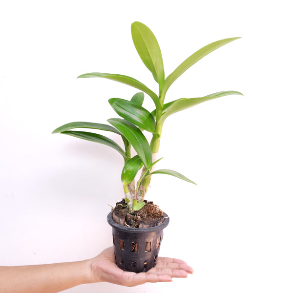 Buy Dendrobium Orchids Online India | Dendrobium Orchids | Orchid-tree ...