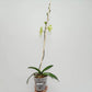 Phalaenopsis Star Green Beauty Orchid Plant - BS