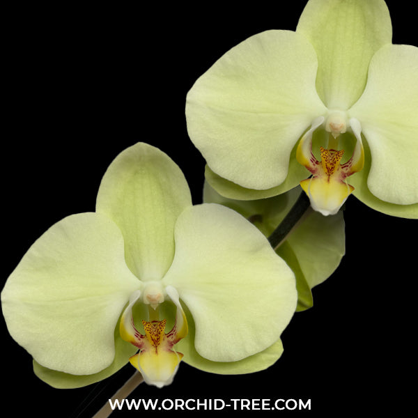 Phalaenopsis Star Green Beauty Orchid Plant - BS