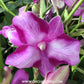 Dendrobium Starfish Red Orchid Plant -BS