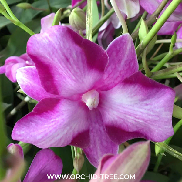 Dendrobium Starfish Red Orchid Plant -BS