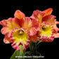 Cattleya (Rlc.) Sumintra Beauty Orchid Plant - FF