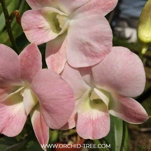 Dendrobium Suree Peach Orchid Plant - MS