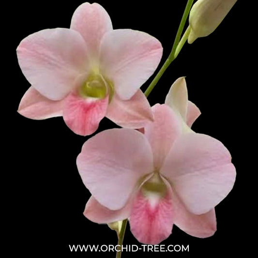 Dendrobium Suree Peach Orchid Plant - MS