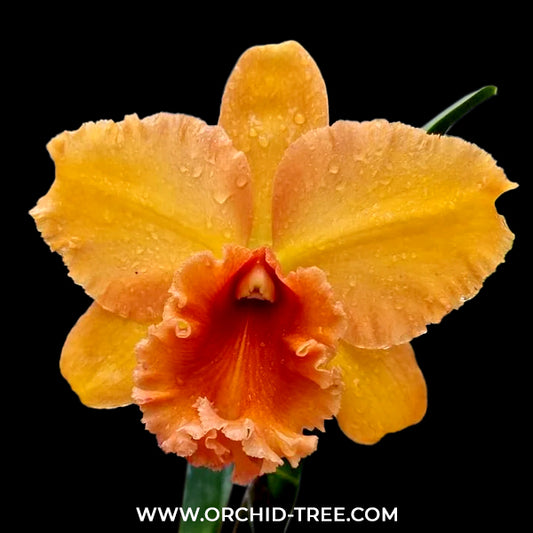 Cattleya (Rlc.) Suvarnabhumi Delight 'Apricot' Orchid Plant - BS