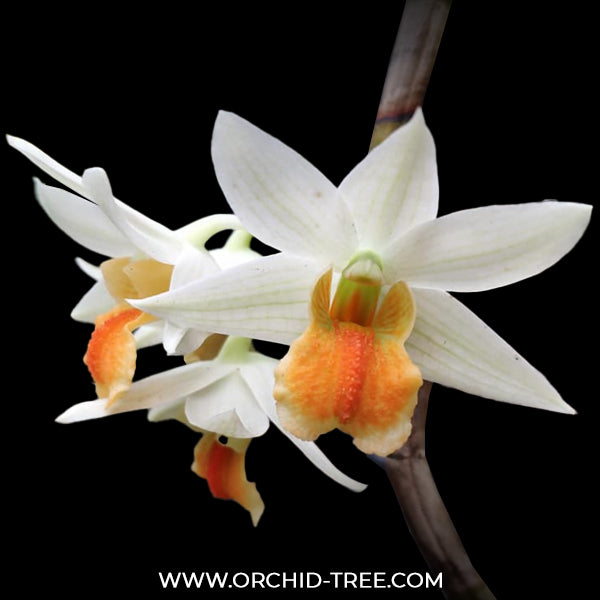 Dendrobium Sweet Dawn Orchid Plant - BS