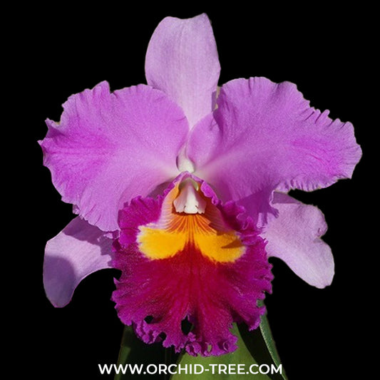 Cattleya Taichung Beauty  Orchid Plant -BS