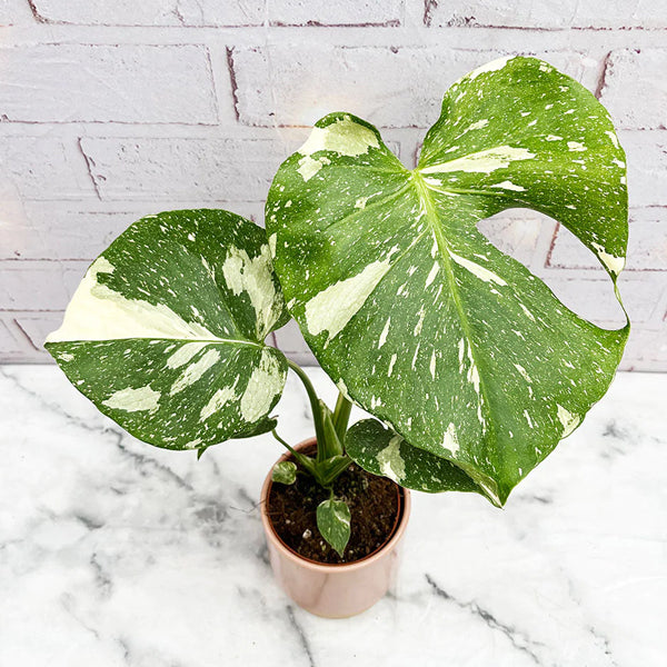 Monstera Thai Constellation