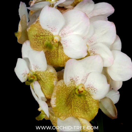 Vanda Thanchai Gold x Udom Gold #37 Orchid Plant - BS