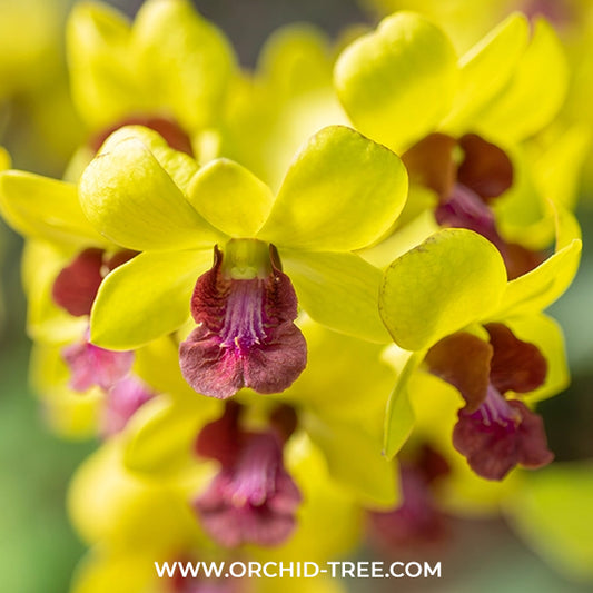 Dendrobium Thongchai Gold  #110 Orchid Plant - MS