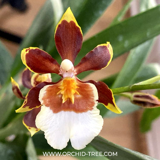 Oncidium (Camb) Tropical Jungle Orchid Plant- BS