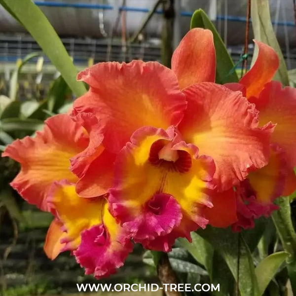 Cattleya Tungnoi Orange Orchid Plant -BS