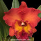 Cattleya Tungnoi Orange Orchid Plant -BS