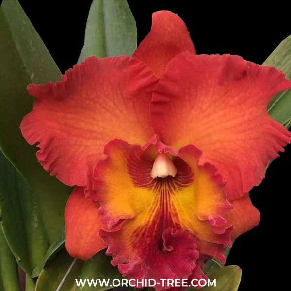 Cattleya Tungnoi Orange Orchid Plant -BS