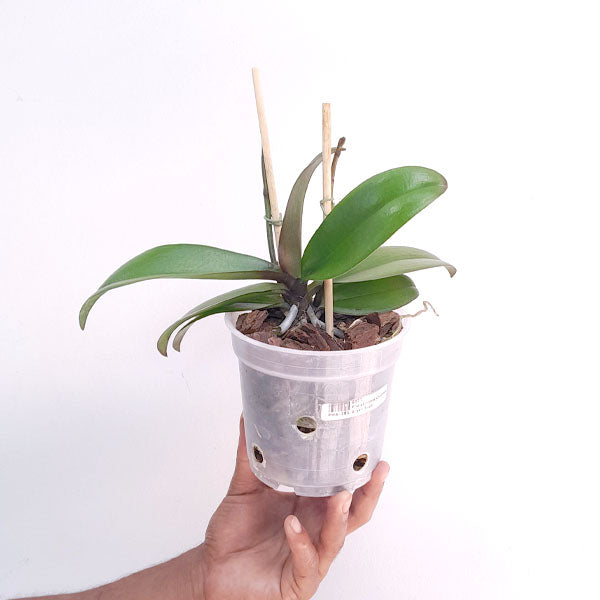 Phalaenopsis Charming Green Sugar - FF