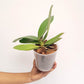 Phalaenopsis Untold Stories Orchid Plant - FF