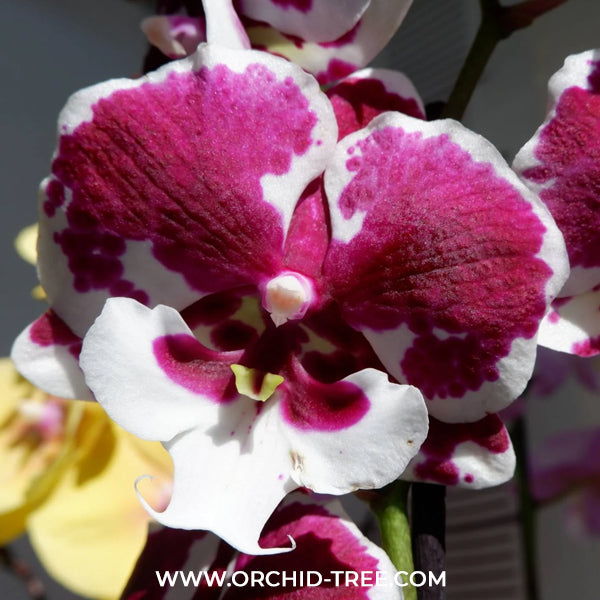 Phalaenopsis Untold Stories Orchid Plant - FF