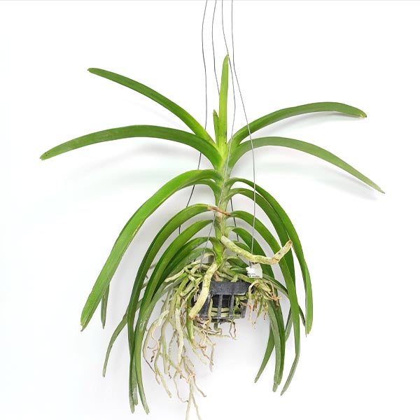 Vanda Kulwadee Fragrance X tessellata Orchid Plant - BS