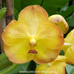 Vanda Boonyarit Pastel #23 Orchid Plant - BS