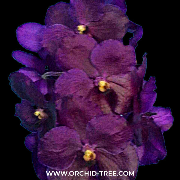 Vanda Dr. Anek x Similan Blue Orchid Plant - BS