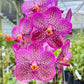 Vanda Warinthra Pink Orchid Plant - BS