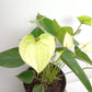 Anthurium Vanilla -FF