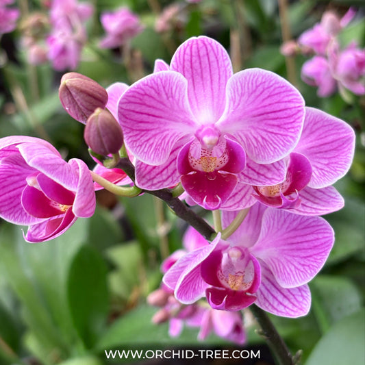 Phalaenopsis Vienna Orchid Plant - FF