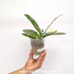 Phalaenopsis violacea var alba sp. Orchid Plant -BS