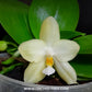 Phalaenopsis violacea var alba sp. Orchid Plant -BS