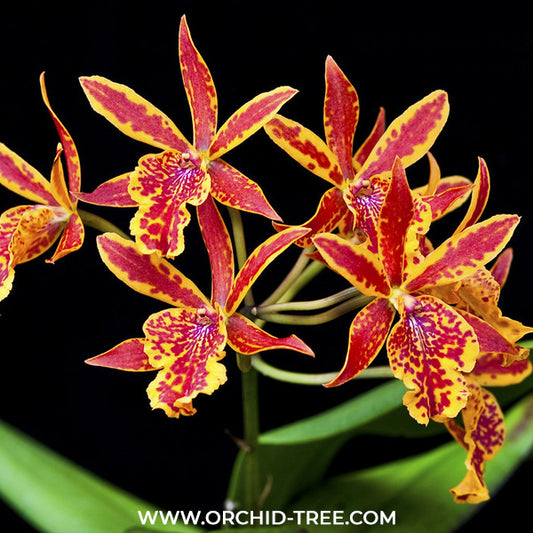 Cattleya Volcano Trick Orchid Plant -BS