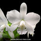 Cattleya White Bridal Orchid Plant -BS