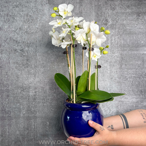 Indigo Serenity| White Phalaenopsis Orchid Display Gift Set