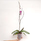 Phalaenopsis Jincheng Lover White Lip Orchid Plant - FF