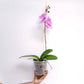 Phalaenopsis Wineberry Orchid Plant - FF