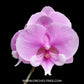 Phalaenopsis Wineberry Orchid Plant - FF