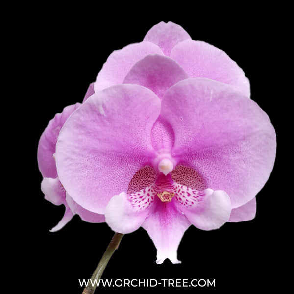 Phalaenopsis Wineberry Orchid Plant - FF