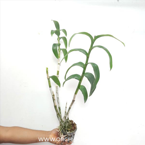 Dendrobium Wooleng  Orchid Plant- BS