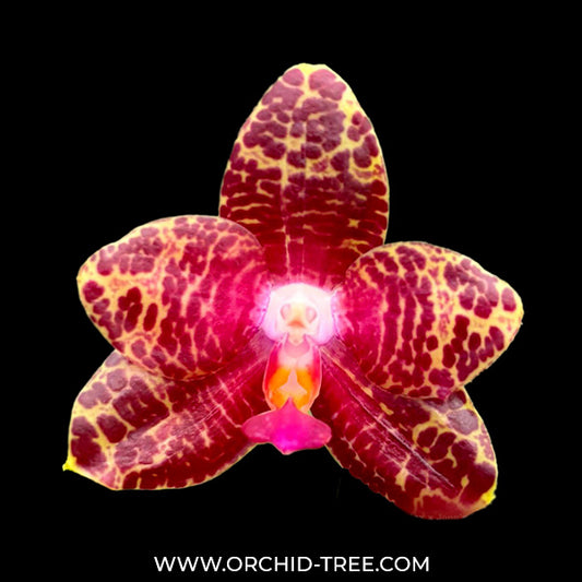 Phalaenopsis Yaphon Red Brick Orchid Plant - BS