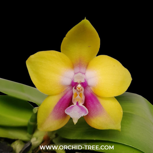 Phalaenopsis Yaphon Surprise Happiness x Ld's Bear Queen Orchid Plant -FF