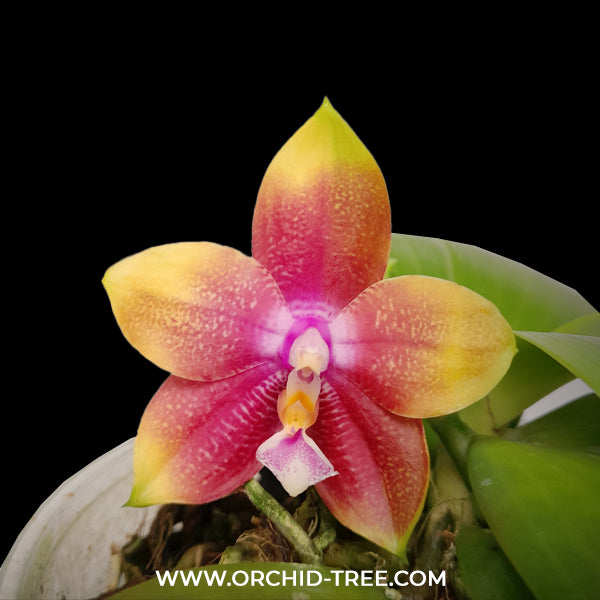 Phalaenopsis Yaphon Surprise Happiness x Ld's Bear Queen Orchid Plant -FF