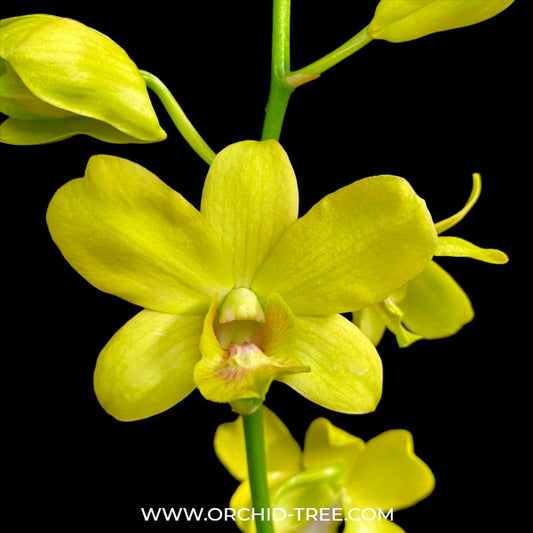 Dendrobium Yellow 50 - BS