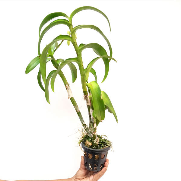 Dendrobium Yellow Rabbit RYU Orchid Plant - BS