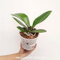 Phalaenopsis Yi-Shing '278' Orchid Plant - FF