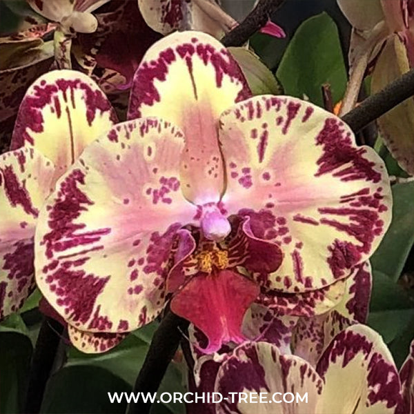 Phalaenopsis Yi-Shing '278' Orchid Plant - FF