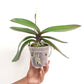 Phalaenopsis Yushan Berry Orchid Plant - FF