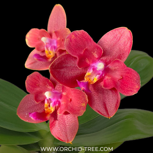 Phalaenopsis Zheng Min Parakeet '3108' | Peloric - 2 Eyes | Orchid Plant - BS