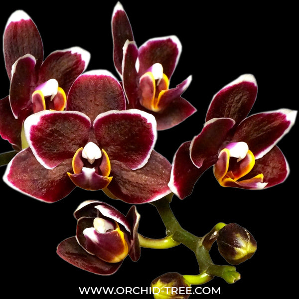 Phalaenopsis Orchids | Moth Orchid Colors Flower | Orchid-Tree